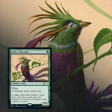 Ornithological Studies - Cape Fear Collectibles